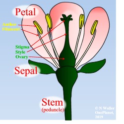 Flower structure diagram